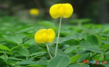 Có hiểu mới thương